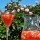 Erdbeer-Mai-Bowle...Frühling schmeckt nach Waldmeister
